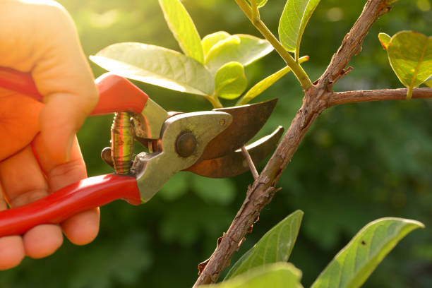 Best Tree Trimming and Pruning  in Jensen Beach, FL